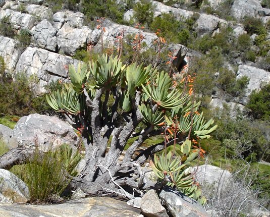 Kumara plicatilis tree squashed flat